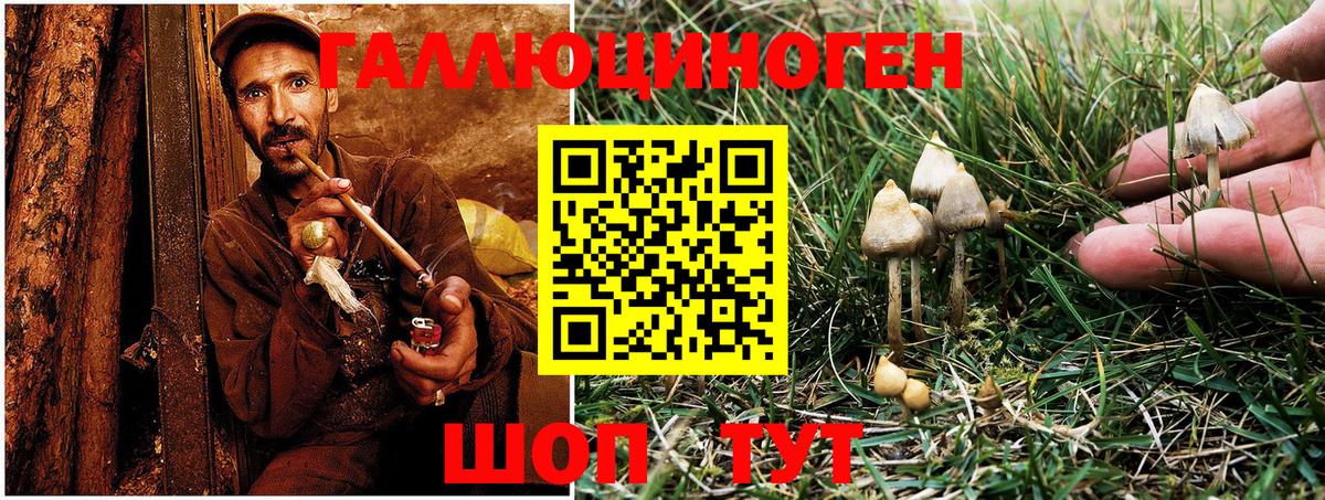 Галлюциногенные грибы Psilocybine cubensis Ковров
